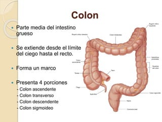 Colon
 Parte media del intestino
grueso
 Se extiende desde el límite
del ciego hasta el recto.
 Forma un marco
 Presenta 4 porciones
- Colon ascendente
- Colon transverso
- Colon descendente
- Colon sigmoideo
 