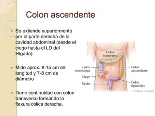 Colon ascendente
 Se extiende superiormente
por la parte derecha de la
cavidad abdominal (desde el
ciego hasta el LD del
Hígado)
 Mide aprox. 8-15 cm de
longitud y 7-8 cm de
diámetro
 Tiene continuidad con colon
transverso formando la
flexura cólica derecha.
 