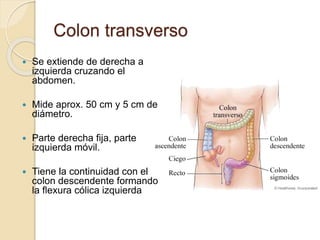 Colon transverso
 Se extiende de derecha a
izquierda cruzando el
abdomen.
 Mide aprox. 50 cm y 5 cm de
diámetro.
 Parte derecha fija, parte
izquierda móvil.
 Tiene la continuidad con el
colon descendente formando
la flexura cólica izquierda
 