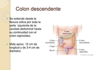 Colon descendente
 Se extiende desde la
flexura cólica por toda la
parte izquierda de la
cavidad abdominal hasta
su continuidad con el
colon sigmoideo.
 Mide aprox. 12 cm de
longitud y de 3-4 cm de
diámetro.
 