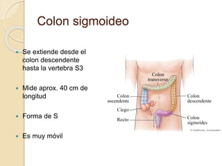 Colon sigmoideo
 Se extiende desde el
colon descendente
hasta la vertebra S3
 Mide aprox. 40 cm de
longitud
 Forma de S
 Es muy móvil
 