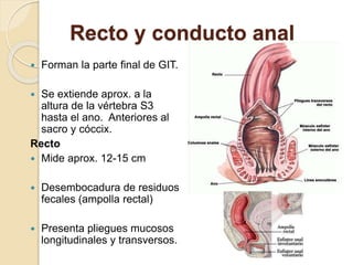 Recto y conducto anal
 Forman la parte final de GIT.
 Se extiende aprox. a la
altura de la vértebra S3
hasta el ano. Anteriores al
sacro y cóccix.
Recto
 Mide aprox. 12-15 cm
 Desembocadura de residuos
fecales (ampolla rectal)
 Presenta pliegues mucosos
longitudinales y transversos.
 