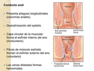 Conducto anal
 Presenta pliegues longitudinales
(columnas anales).
 Queratinización del epitelio
 Capa circular de la muscular
forma el esfínter interno del ano
(involuntario).
 Fibras de músculo estriado
forman el esfínter externo del ano
(voluntario)
 Las venas dilatadas formas
hemorroides
 