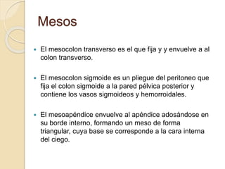 Mesos
 El mesocolon transverso es el que fija y y envuelve a al
colon transverso.
 El mesocolon sigmoide es un pliegue del peritoneo que
fija el colon sigmoide a la pared pélvica posterior y
contiene los vasos sigmoideos y hemorroidales.
 El mesoapéndice envuelve al apéndice adosándose en
su borde interno, formando un meso de forma
triangular, cuya base se corresponde a la cara interna
del ciego.
 