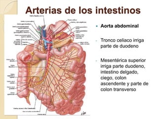 Arterias de los intestinos
 Aorta abdominal
- Tronco celiaco irriga
parte de duodeno
- Mesentérica superior
irriga parte duodeno,
intestino delgado,
ciego, colon
ascendente y parte de
colon transverso
 