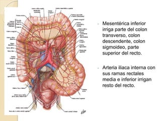 - Mesentérica inferior
irriga parte del colon
transverso, colon
descendente, colon
sigmoideo, parte
superior del recto.
- Arteria iliaca interna con
sus ramas rectales
media e inferior irrigan
resto del recto.
 