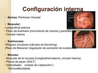 Configuración interna
 Serosa: Peritoneo Visceral
 Muscular:
-Longitudinal externa
- Plexo de Auerbach (movimiento de mezcla y peristáltico)
- Circular interna
 Submucosa:
-Pliegues circulares (válvulas de Kerckring).
-Plexo de Meissner (regulación de secreción de sustancias)
 Mucosa:
- Muscular de la mucosa (Longitudinal externa, circular interna).
- Placas de peyer (GALT)
- Vellocidades (criptas de Lieberkuhn*)
*Microvellocidades
 