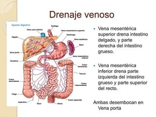 Drenaje venoso
 Vena mesentérica
superior drena intestino
delgado, y parte
derecha del intestino
grueso.
 Vena mesentérica
inferior drena parte
izquierda del intestino
grueso y parte superior
del recto.
Ambas desembocan en
Vena porta
 