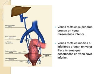  Venas rectales superiores
drenan en vena
mesentérica inferior.
 Venas rectales medias e
inferiores drenan en vena
iliaca interna que
desemboca en vena cava
inferior.
 