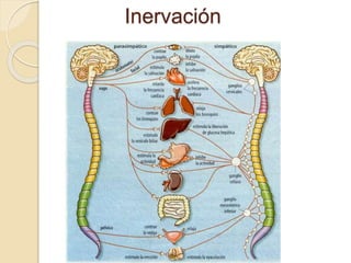 Inervación
 