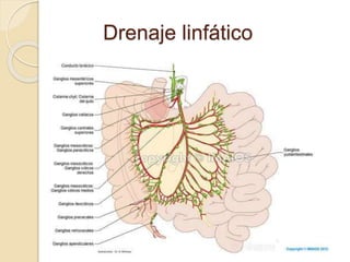 Drenaje linfático
 