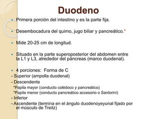 Duodeno
 Primera porción del intestino y es la parte fija.
 Desembocadura del quimo, jugo biliar y pancreático.*
 Mide 20-25 cm de longitud.
 Situado en la parte superoposterior del abdomen entre
la L1 y L3, alrededor del páncreas (marco duodenal).
 4 porciones: Forma de C
- Superior (ampolla duodenal)
- Descendente
*Papila mayor (conducto colédoco y pancreático)
*Papila menor (conducto pancreático accesorio o Santorini)
- Inferior
- Ascendente (termina en el ángulo duodenoyeyunal fijado por
el músculo de Treitz)
 