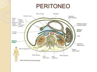 PERITONEO
 Membrana serosa fuerte y resistente
de la cavidad abdominal.
 Sostén, protector, aislante térmico.
- Peritoneo parietal(tapiza pared)
- Peritoneo visceral(envuelve vísceras)
 