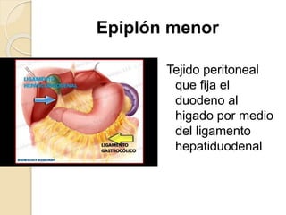 Tejido peritoneal
que fija el
duodeno al
higado por medio
del ligamento
hepatiduodenal
Epiplón menor
 
