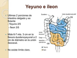 Yeyuno e íleon
 Ultimas 2 porciones de
intestino delgado y es
flotante
- Yeyuno 2/5
- Íleon 3/5
 Mide 6-7 mts. 3 cm en la
flexura duodenoyeyunal a 2
cm de diámetro en la unión
íleocecal.
 No existe límite claro.
 