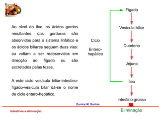 Ao nível do íleo, os ácidos gordos
resultantes das gorduras são
absorvidos para o sistema linfático e
os ácidos biliares seguem duas vias:
ou voltam a ser reabsorvidos em
direcção ao fígado ou são
excretados pelas fezes.
A este ciclo vesícula biliar-intestino-
fígado-vesícula bilar dá-se o nome
de ciclo entero-hepático.
Intestinos e eliminação
Figado
Vesícula biliar
Duodeno
Jejuno
Íleo
Intestino grosso
Ciclo
Entero-
hepático
Eliminação
Eunice M. Santos
 