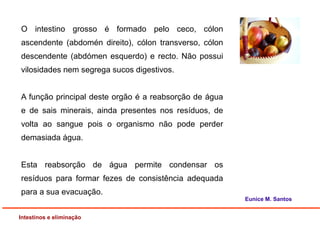 O intestino grosso é formado pelo ceco, cólon
ascendente (abdomén direito), cólon transverso, cólon
descendente (abdómen esquerdo) e recto. Não possui
vilosidades nem segrega sucos digestivos.
A função principal deste orgão é a reabsorção de água
e de sais minerais, ainda presentes nos resíduos, de
volta ao sangue pois o organismo não pode perder
demasiada água.
Esta reabsorção de água permite condensar os
resíduos para formar fezes de consistência adequada
para a sua evacuação.
Intestinos e eliminação
Eunice M. Santos
 