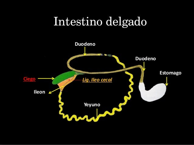 Cirugia del Intestino Delgado