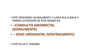 • ESTE DESCIENDE CAUDALMENTE Y LLEGA ALA CLOACA Y
FORMA LA DIVISION DE ESTA MISMA EN:
• –CONDUCTO ANORRECTAL
(DORALMENTE)
• – SENO UROGENITAL (VENTRALMENTE)
• ESTO ES LA 5° SEMANA.
 