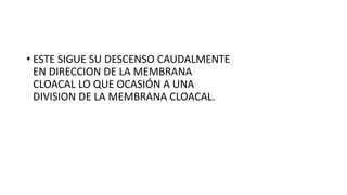 • ESTE SIGUE SU DESCENSO CAUDALMENTE
EN DIRECCION DE LA MEMBRANA
CLOACAL LO QUE OCASIÓN A UNA
DIVISION DE LA MEMBRANA CLOACAL.
 