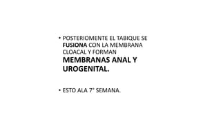 • POSTERIOMENTE EL TABIQUE SE
FUSIONA CON LA MEMBRANA
CLOACAL Y FORMAN
MEMBRANAS ANAL Y
UROGENITAL.
• ESTO ALA 7° SEMANA.
 