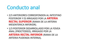 Conducto anal
• 2/3 ANTERIORES CORRESPONDEN AL INTESTINO
POSTERIOR Y ES IRRIGADO POR LA ARTERIA
RECTAL SUPERIOR (RAMA DE LA ARTERIA
MESENTERICA INFERIOR).
• 1/3 POSTERIOR DESARROLLADO POR LA FOVEA
ANAL (PROCTODEO), IRRIGADO POR LA
ARTERIA RECTAL INFERIOR (RAMA DE LA
ARTERIA PUDENDA INTERNA).
 