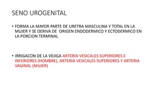 SENO UROGENITAL
• FORMA LA MAYOR PARTE DE URETRA MASCULINA Y TOTAL EN LA
MUJER Y SE DERIVA DE ORIGEN ENDODERMICO Y ECTODERMICO EN
LA PORCION TERMINAL
• IRRIGACON DE LA VEJIGA ARTERIA VESICALES SUPERIORES E
INFERIORES (HOMBRE), ARTERIA VESICALES SUPERIORES Y ARTERIA
VAGINAL (MUJER)
 