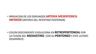 • IRRIGACION DE LOS DERIVADOS ARTERIA MESENTERICA
INFERIOR (ARTERIA DEL INTESTINO POSTERIOR)
• COLON DESCENDENTE EVOLUCIONA EN RETROPERITONEAL POR
LA FUSION DEL MEDIASTINO CON SU PERITONEO Y ESTE ULTIMO
DESAPARECE.
 
