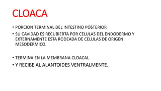 CLOACA
• PORCION TERMINAL DEL INTESTINO POSTERIOR
• SU CAVIDAD ES RECUBIERTA POR CELULAS DEL ENDODERMO Y
EXTERNAMENTE ESTA RODEADA DE CELULAS DE ORIGEN
MESODERMICO.
• TERMINA EN LA MEMBRANA CLOACAL
• Y RECIBE AL ALANTOIDES VENTRALMENTE.
 