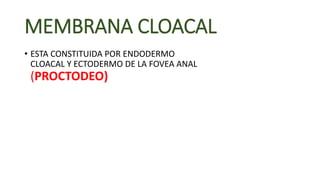 MEMBRANA CLOACAL
• ESTA CONSTITUIDA POR ENDODERMO
CLOACAL Y ECTODERMO DE LA FOVEA ANAL
(PROCTODEO)
 