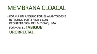 MEMBRANA CLOACAL
• FORMA UN ANGULO POR EL ALANTOIDES E
INTESTINO POSTERIOR Y CON
PROLIFERACION DEL MESENQUIMA
FORMAN EL TABIQUE
URORRECTAL.
 