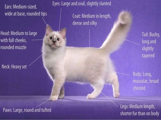 facts about ragdoll cats