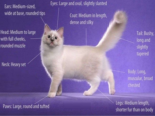 Dr Jennifer Creed Interesting Facts About Ragdoll Cats