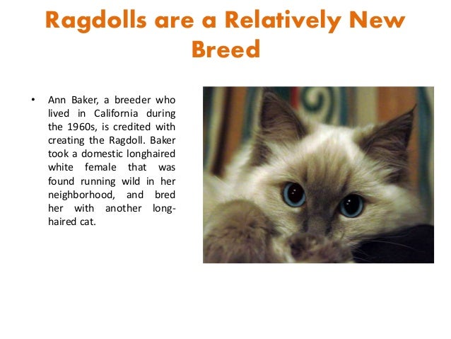 Facts About Ragdolls 2025