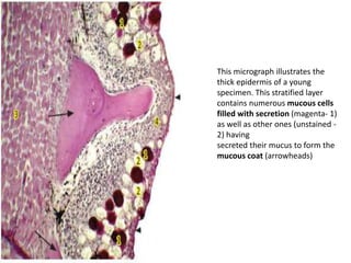 Fish Interoperculum Inteugmentary system of fishes | PPTX