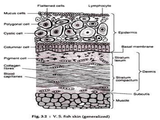Fish Interoperculum Inteugmentary system of fishes | PPTX