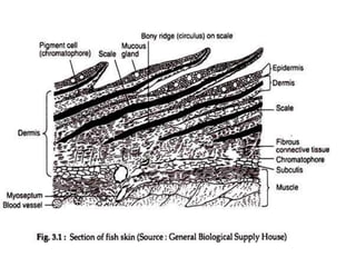 Fish Interoperculum Inteugmentary system of fishes | PPTX