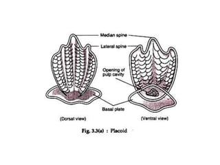 Fish Interoperculum Inteugmentary system of fishes | PPTX