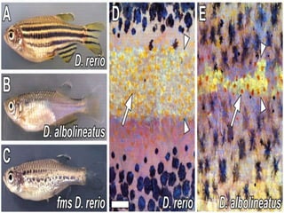 Fish Interoperculum Inteugmentary system of fishes | PPTX