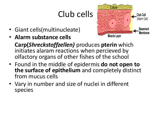 Image result for club cells