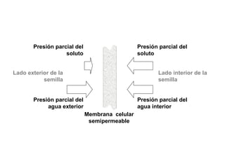 Presión parcial del
soluto
Presión parcial del
agua interior
Presión parcial del
soluto
Presión parcial del
agua exterior
Membrana celular
semipermeable
Lado interior de la
semilla
Lado exterior de la
semilla
 