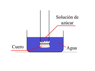Agua
Solución de
azúcar
Cuero
 