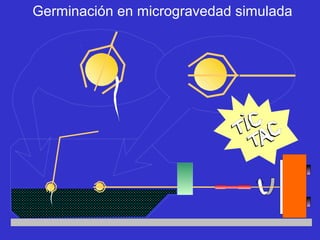 Germinación en microgravedad simulada
 