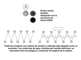 Enlace amida,
también
designado con la
secuencia de
letras CONH.
N
O
C
H
Podemos imaginar una cadena de amidas y radicales algo plegada como un
acordeón. Las moléculas de agua, atraídas por fuerzas eléctricas, se
intercalan entre los pliegues y aumentan la longitud de la cadena.
 