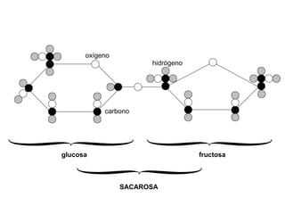 oxígeno
carbono
hidrógeno
glucosa fructosa
SACAROSA
 