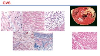 Pathology Image Complex Comprehensive Integrated Module on Pathology Images Across Human ...