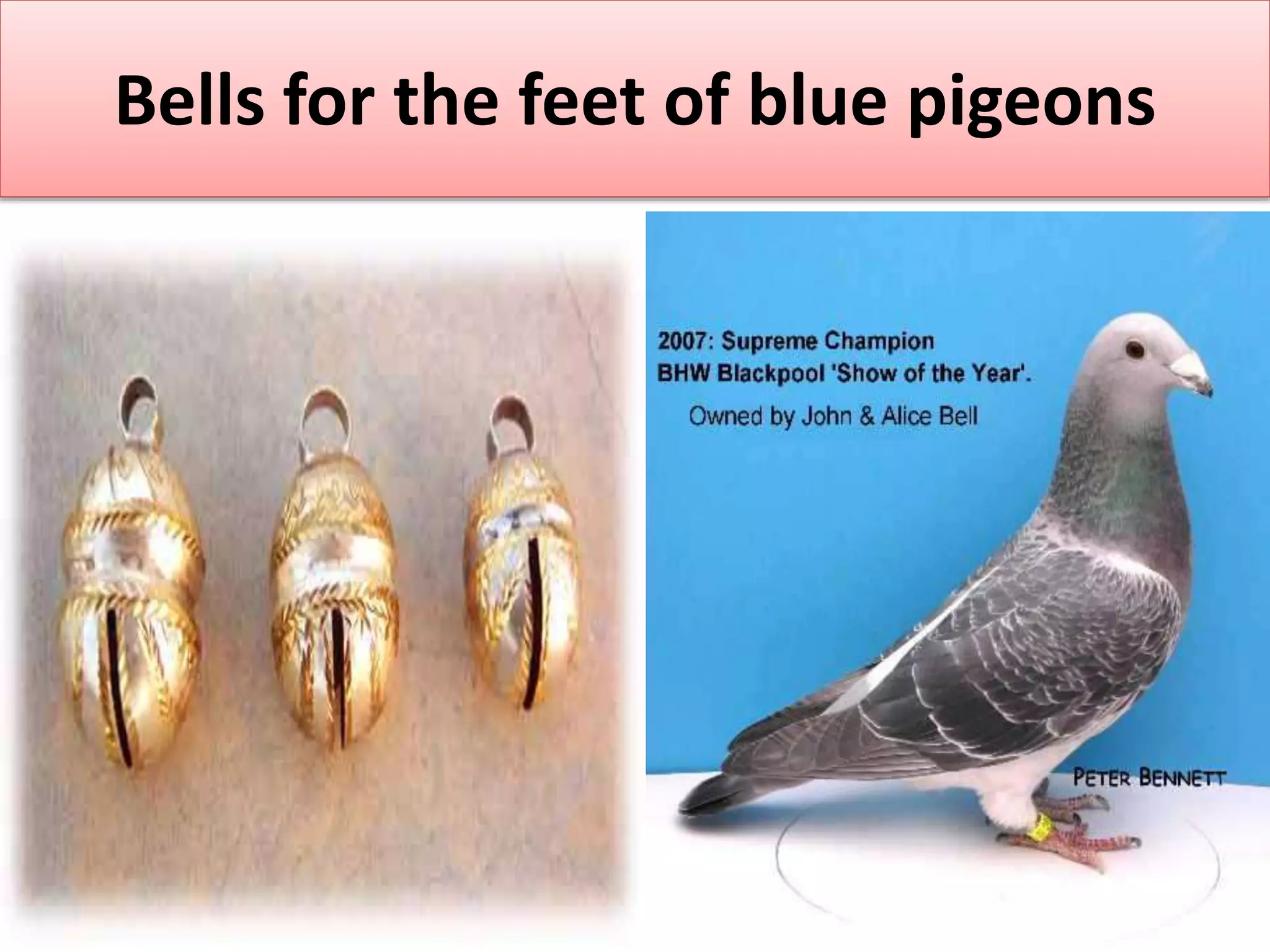 Bells for the feet of blue pigeons
 
