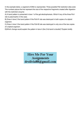 In the example below, a segment of DNA is represented. Three possible PstI restriction sites exist.
The numbers above the line represent the size of the respective fragments created after digestion
with the restriction enzyme
A) A band pattern is presented in lane 1 of the gel electrophoresis. Which if any of the three Pst I
site is polymorphic in this case.
B) Draw in lane 2 the band pattern if the PstI #1 site was destroyed in both copies of a diploid
organism.
C) Draw in lane 3 the band pattern if the PstI #2 site was destroyed in only one of the two copies
of a diploid organism.
D)Which change would explain the pattern in lane 4 (the 2 kb band is double)? Explain briefly
 