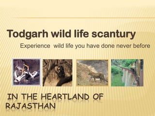 Todgarh wild life scantury
  Experience wild life you have done never before




IN THE HEARTLAND OF
RAJASTHAN
 