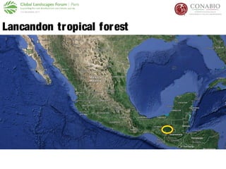 Lancandon tropical forest
 